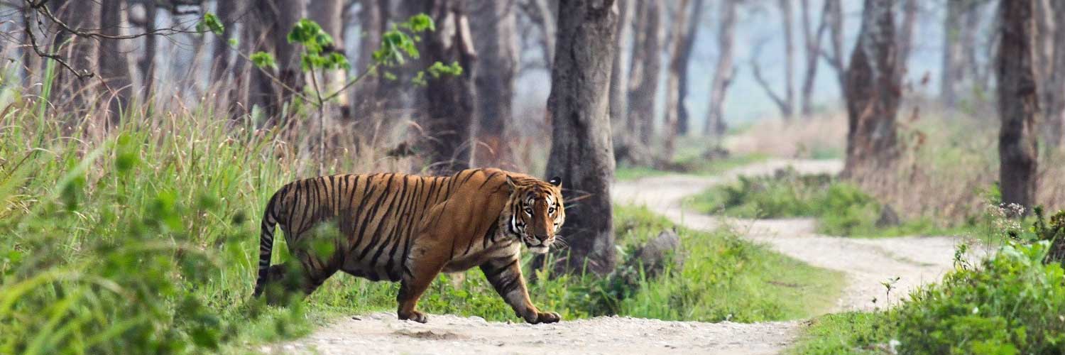 Ranthambore tour packages, tours package Ranthambore