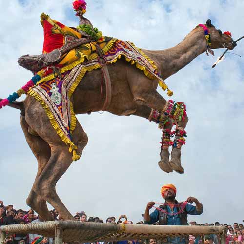 Camel festival 