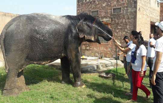 Book Elephant Safari & Activity in Jaipur