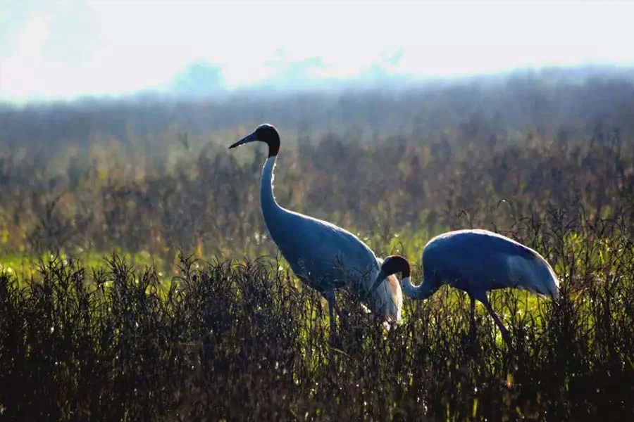 Keoladeo Ghana National Park, Bharatpur