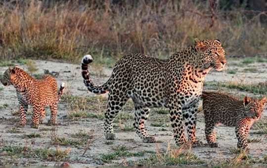 jawai leopard safari