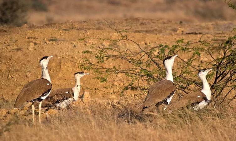 Desert National Park Jaisalmer