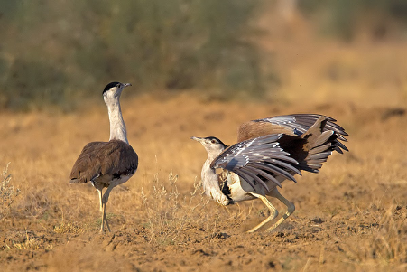 Great Indian Bustard