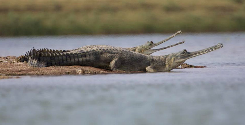 National Chambal Gharial Sanctuary