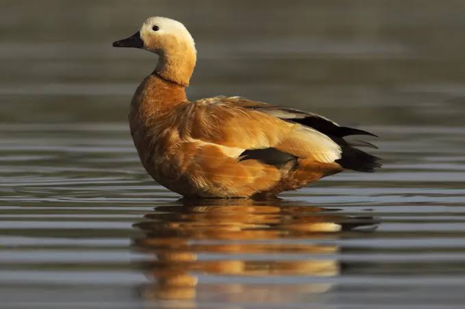 Bharatpur – Keoladeo National Park and Bird Watching