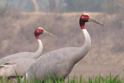 Rajasthan Wildlife Packages