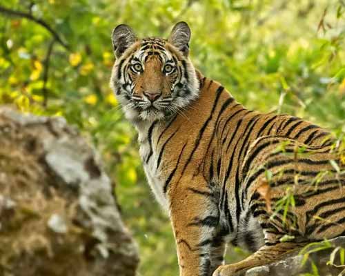 India Wildlife Tour Package 2023