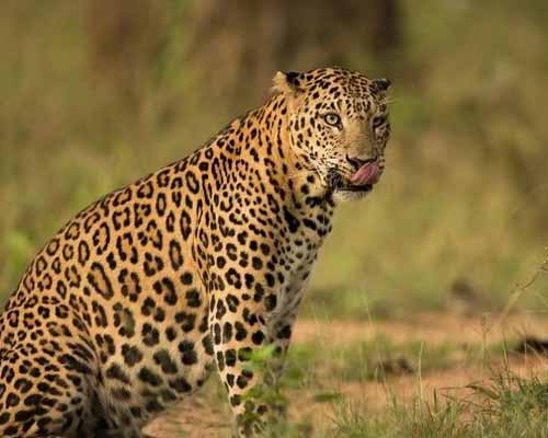 Jhalana Leopard Safari 