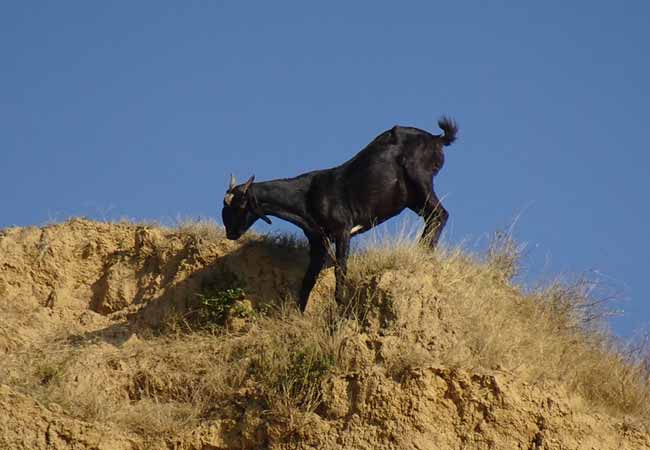 10 Days Jaipur Bundi Chittaurgarh Tour