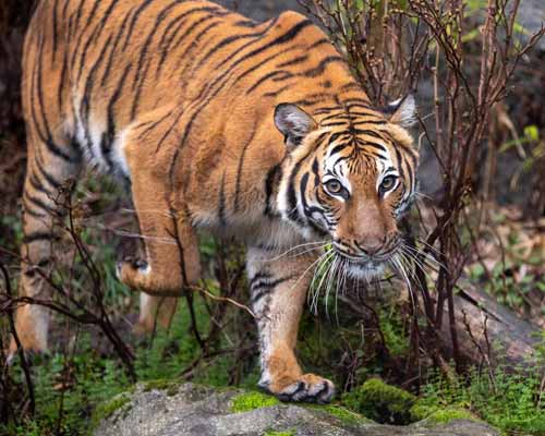 Ranthambhore Tiger Reserve Tour from Jaipur