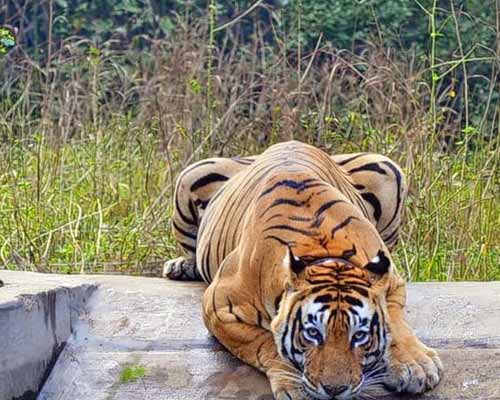 Sariska Tiger Reserve Tour from Jaipur
